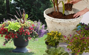 How to Plant in Large Outdoor Flower Pots