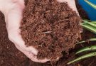 Coco Peat: Unleashing the Potential of Nature's Gift