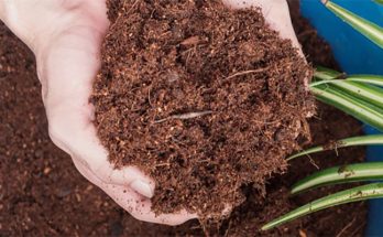 Coco Peat: Unleashing the Potential of Nature's Gift