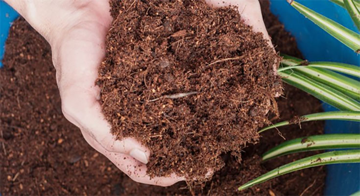 Coco Peat: Unleashing the Potential of Nature's Gift